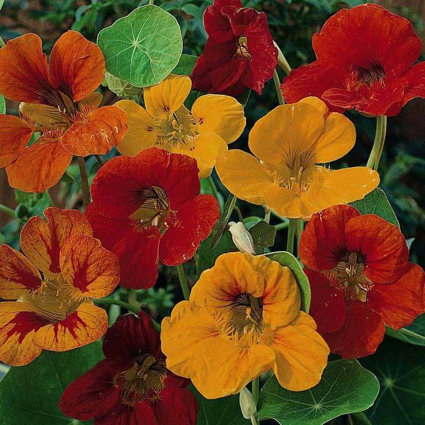 Nasturtium Climbing Mix Seminte De Flori Profesionale