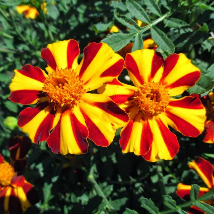 Seminte De Craite Marigold Mr Majestic Dwarf Tagetes Patula