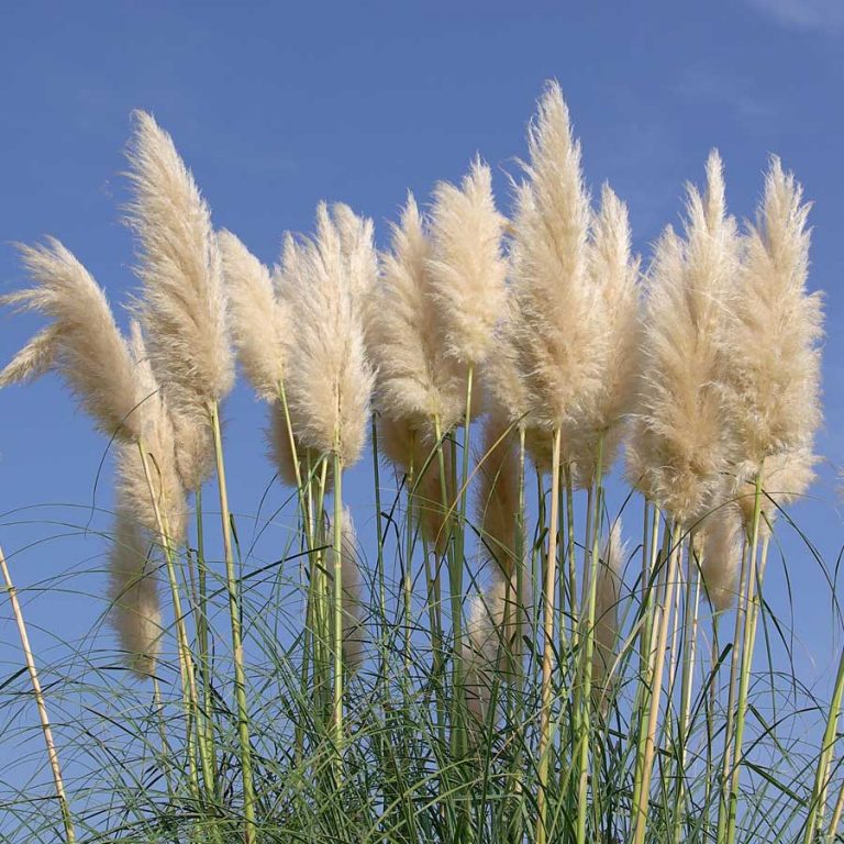 Seminte De Iarba De Pampas Cortaderia Selloana Plume White