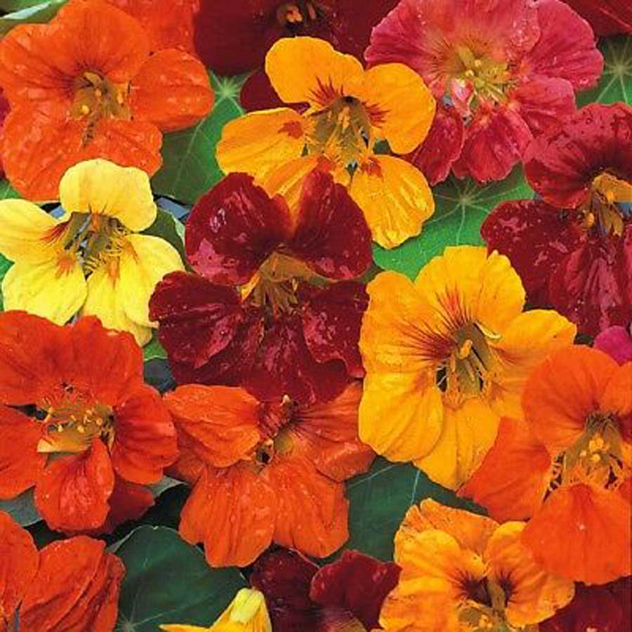 Seminte De Condurul Doamnei Curgator Nasturtium Glorious Gleam Mix