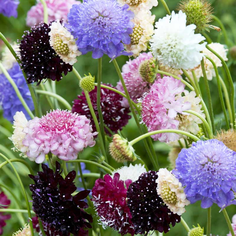 Seminte De Sipica Scabiosa Atropurpurea Tall Double Flowered Mix