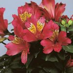 seminte de flori Alstroemeria Jazze Deep Rose