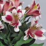seminte de flori Alstroemeria Jazze Rose Frost