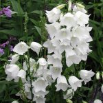 seminte de flori campanula persicifolia alba