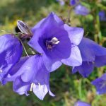 seminte de flori campanula persicifolia coerulea