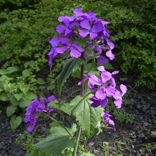 Seminte de flori Lunaria Annua Violet