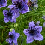 seminte de flori Nigella Papillosa Curiosity