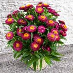 seminte de flori Helichrysum Bracteatum Rose