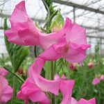 seminte de flori Lathyrus Odoratus Winter Sunshine Rose