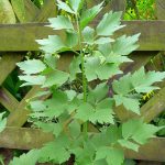 Seminte de plante aromatice Levisticum Officinalis Lovage