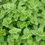 seminte ieftine de plante aromatice si medicinale Origanum Vulgare