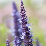 Seminte de flori Agastache Hybrida Astello Indigo
