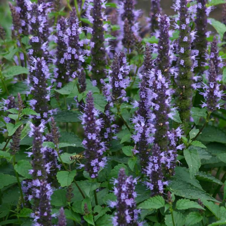 Seminte de flori Agastache Hybrida Astello Indigo