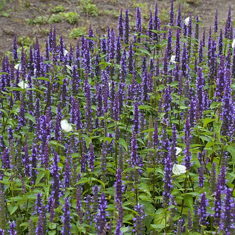 Seminte de flori Agastache Hybrida Astello Indigo