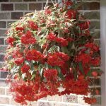 Seminte de flori Begonia Illumination Orange