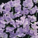 seminte de flori Lathyrus Odoratus Winter Sunshine Mauve