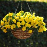 Seminte de flori Viola Freefall Golden Yellow F1