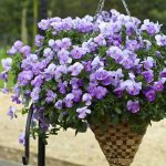 Seminte de flori Viola Freefall Lavender F1