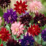 Seminte de flori Aquilegia Barlow Mixed