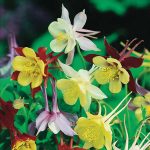 seminte de flori Aquilegia Caerulea Mckana Giants