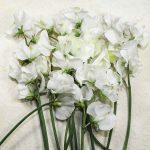 Seminte de flori Lathyrus Odoratus Royal Family White