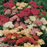 Seminte de flori Achillea Summer Berries F2