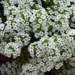 Seminte de flori Alyssum Carpet of Snow