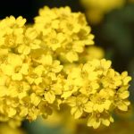 Seminte de flori Alyssum Saxatile Compactum