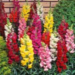 Seminte de flori Antirrhinum Snap Happy Mixed