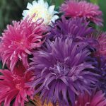 Seminte de flori Aster Ostrich Feather Mixed