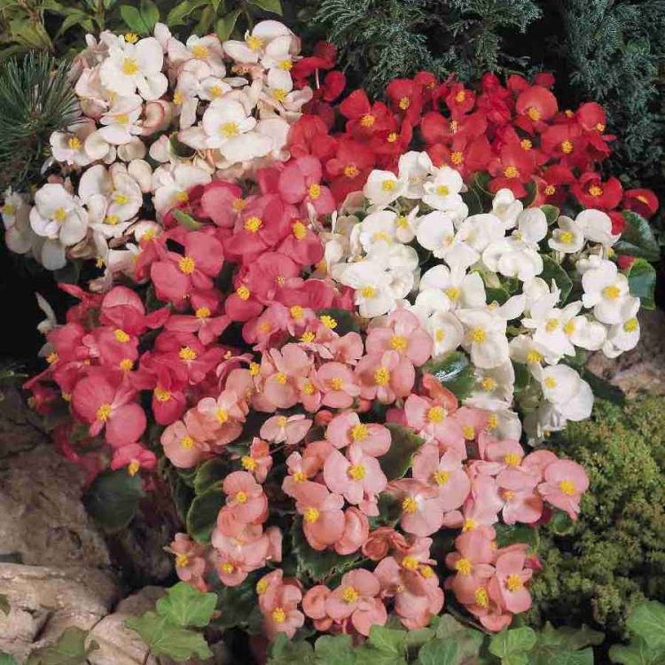 Seminte de flori Begonia Sunshine Carpet