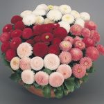 Seminte de flori Bellis Perennis Tasso Mix