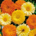 Seminte de flori Calendula Art Shades Mixed