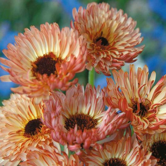 Seminte de flori Calendula Officinalis Sunset Buff