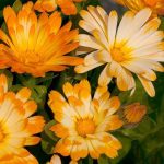 Seminte de flori Calendula Oopsy Daisy