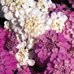 Seminte de flori Candytuft Spangles Mix