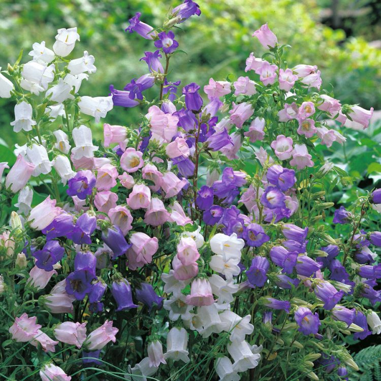 Seminte de flori Campanula Medium Single Mixed Canterbury Bells
