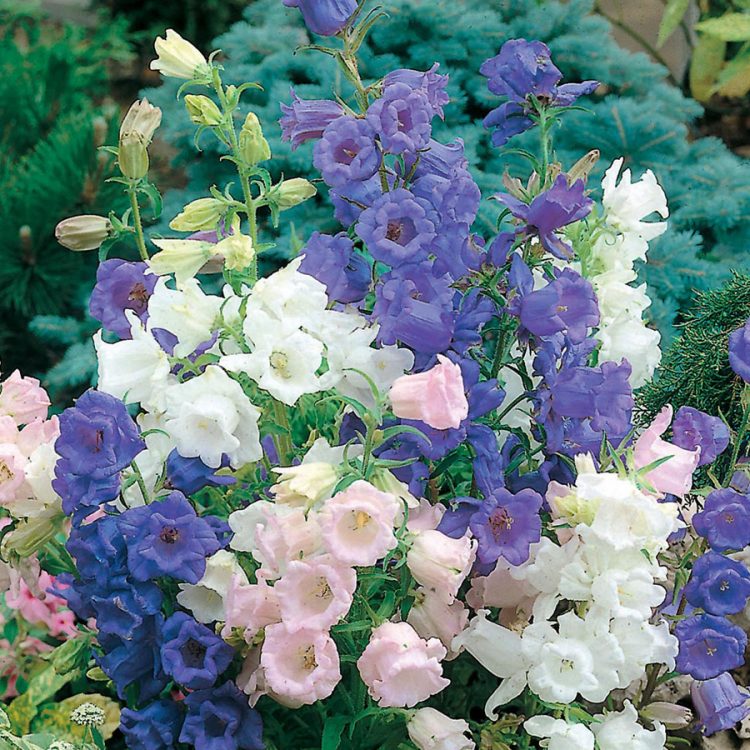 Seminte de flori Campanula Medium Single Mixed Canterbury Bells