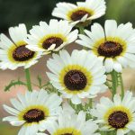 Seminte de flori Chrysanthemum Polar Star