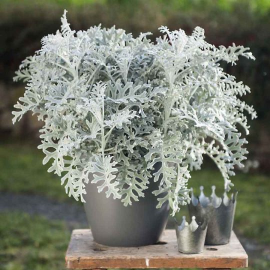 Seminte de flori Cineraria Maritima Silver Dust