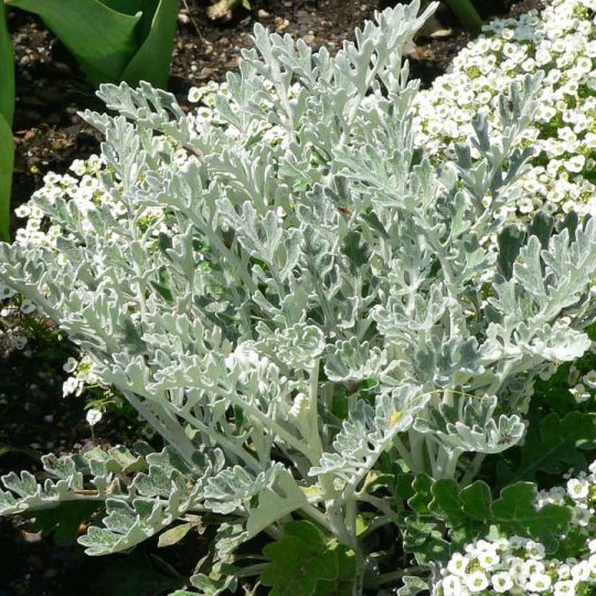 Seminte de flori Cineraria Maritima Silver Dust
