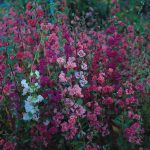 Seminte de flori Clarkia Unguiculata Elegans Double Flowered Mixture