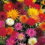 Seminte de flori Dahlia Variabilis Cactus Flowered Hybrids Mixed