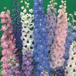 Seminte de flori Delphinium Magis Fountains Mix