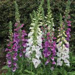 Seminte de flori Foxglove Digitalis Purpurea Excelsior Mixed