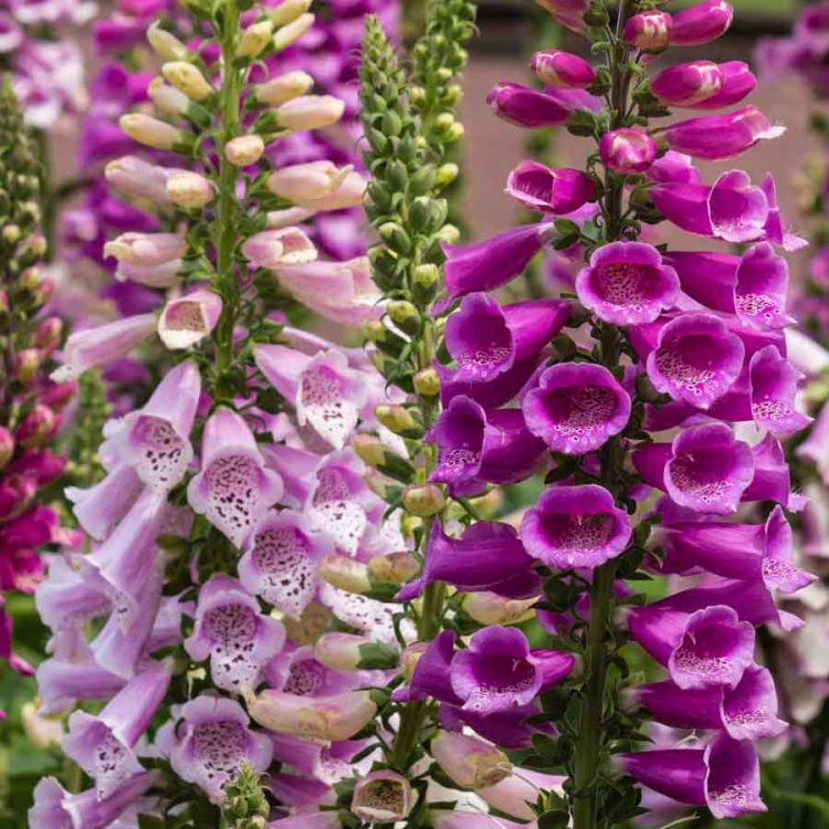 Seminte de flori Foxglove Digitalis Purpurea Excelsior Mixed