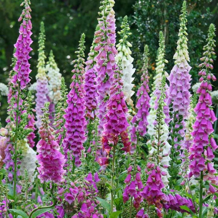 Seminte de flori Foxglove Digitalis Purpurea Excelsior Mixed