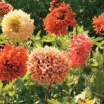 Seminte de flori Gaillardia Pulchella Lorenziana Double Mixed