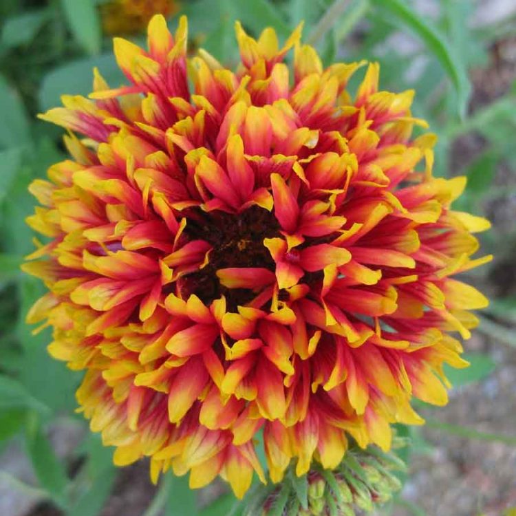 Seminte de flori Gaillardia Pulchella Lorenziana Double Mixed