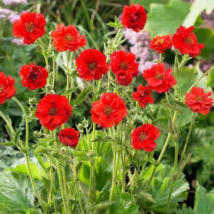 Seminte de flori Geum Flora Plena Blazing Sunset